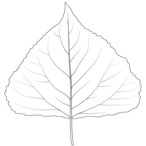 Black Poplar Leaf Coloring Page